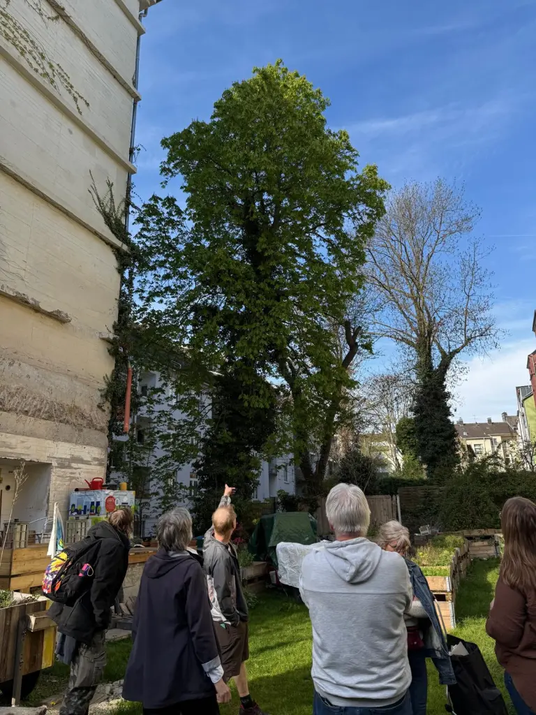 Fotot: Eine Menschengruppe ist in der Natur unterwegs und schaut einen Baum in einer Wohnsiedlung an.