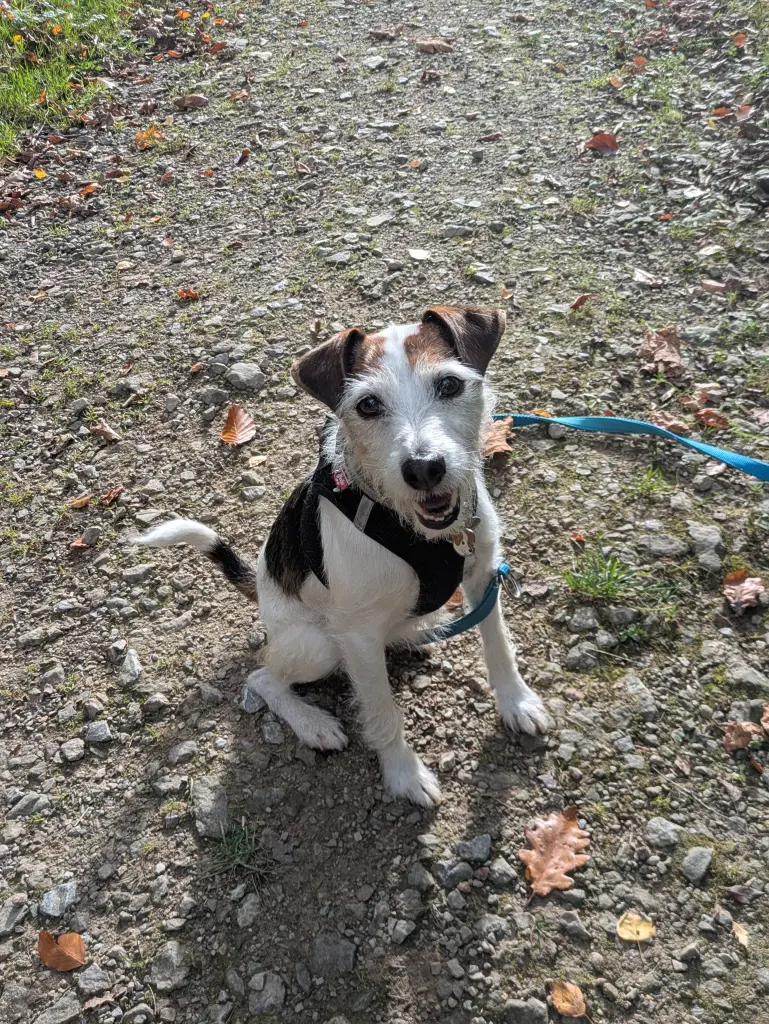 Foto: Parson Russel-Terrier Benni