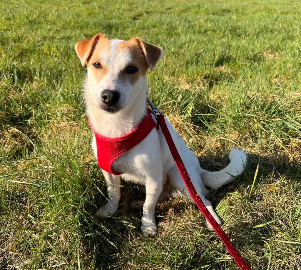 Foto: Der Jack-Russel-Terrier Bonny aus dem Hagener Tierheim