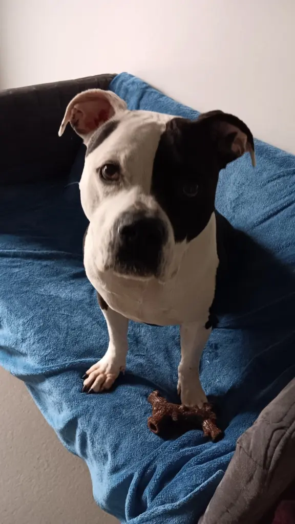 Foto: Der Staffordshire-Terrier Chicco aus dem Hagener Tierheim