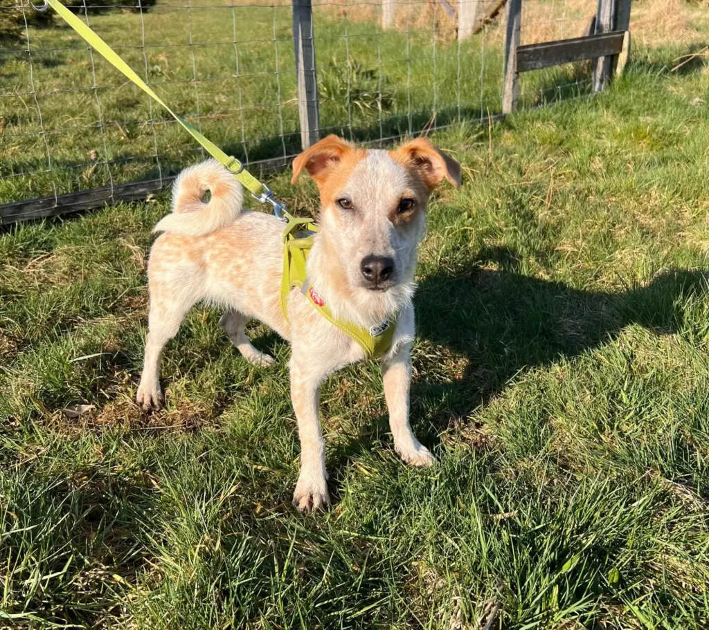 Foto: Der Jack-Russel-Terrier Clyde aus dem Hagener Tierheim