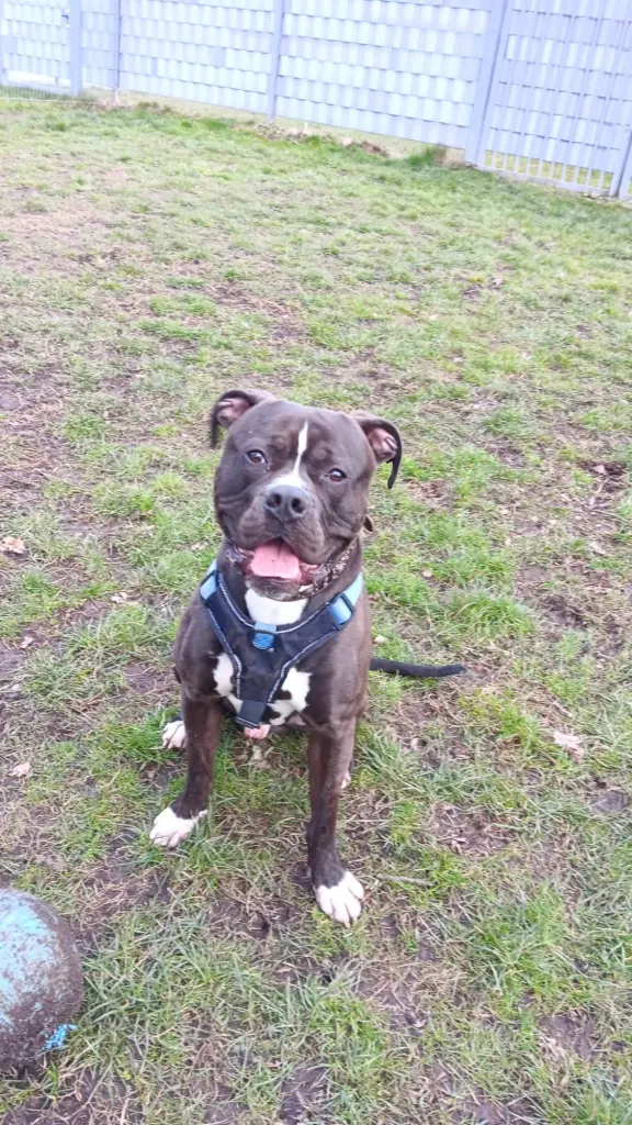 Foto: Der American Bulldog Hund Sam aus dem Hagener Tierheim