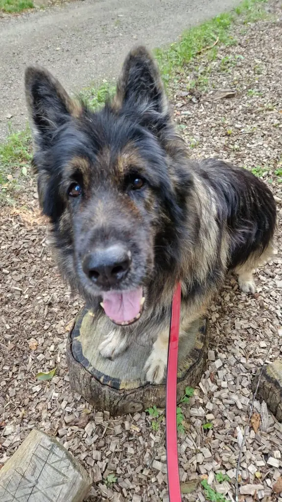 Foto: Sch&auml;ferhundsenior Lenny