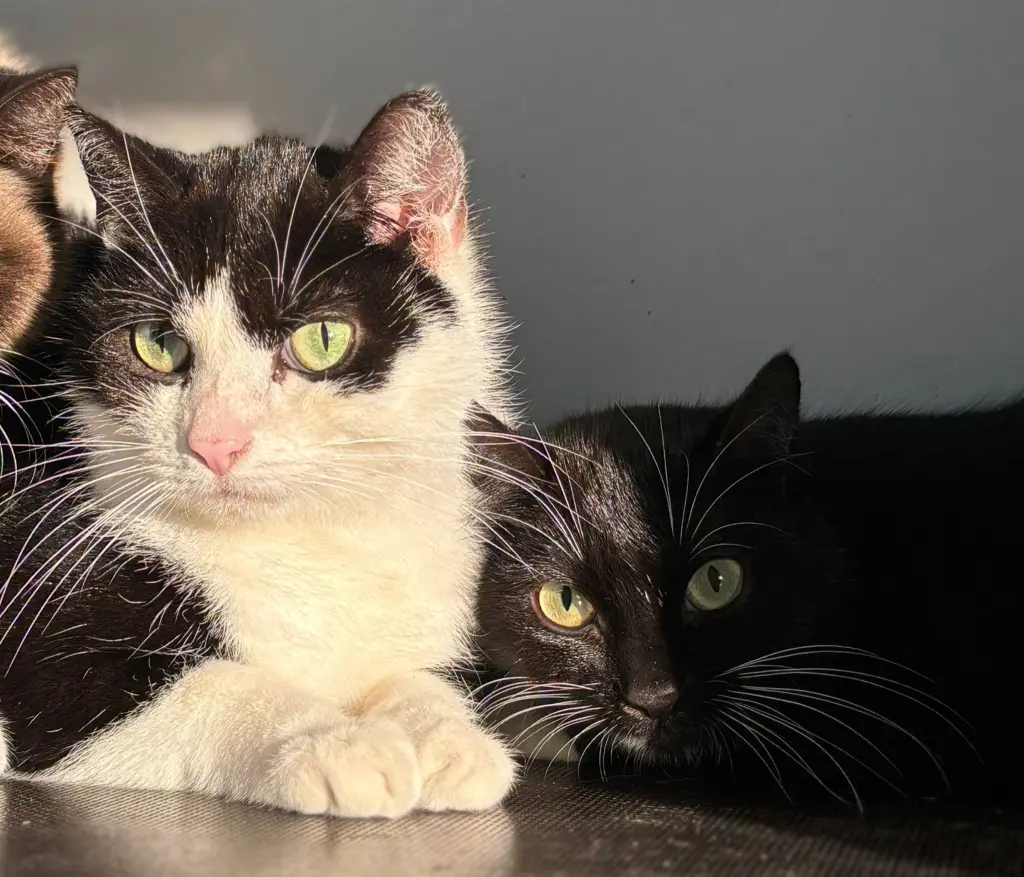 Foto: Bucky und Nova