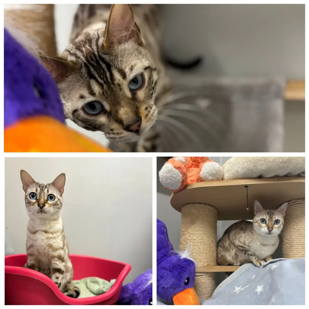 Foto: Die drei Bengal Katzen Josy, Holly und Benny aus dem Hagener Tierheim.