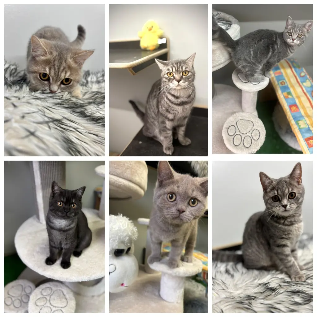 Foto: Die Katzenfamilie aus dem Hagener Tierheim