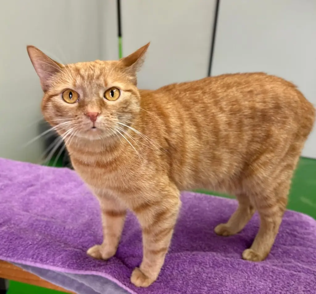 Foto: Die Katze Susi aus dem Hagener Tierheim