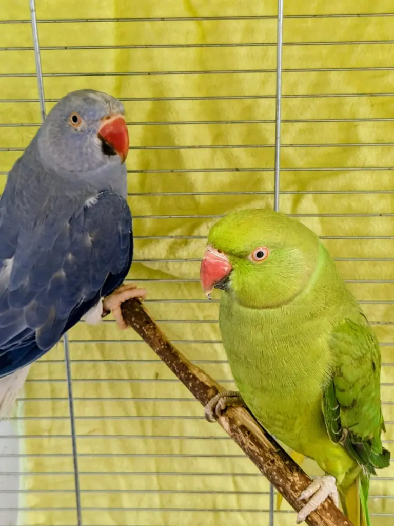 Foto: Zwei Halsbandsittiche aus dem Tierheim Hagen