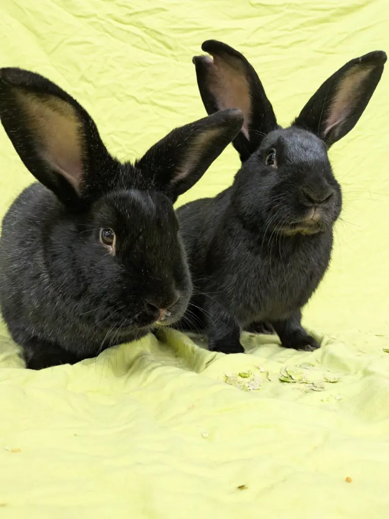 Foto: Zwei Schwarze Hasen mit großen Ohren.