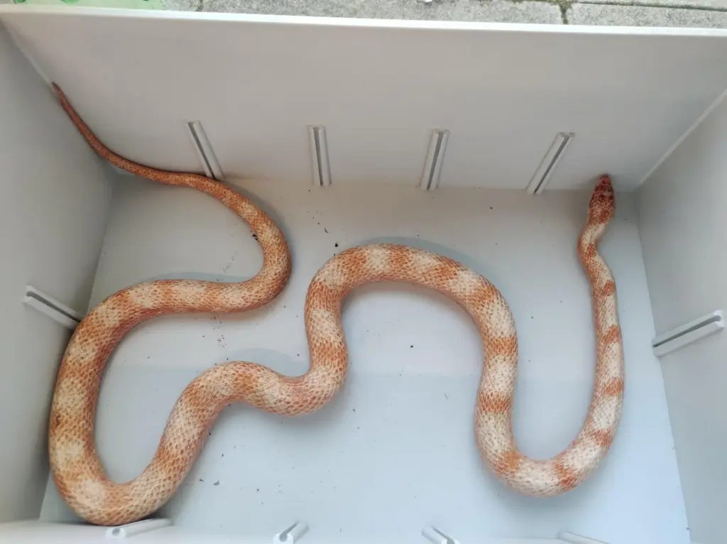 Foto: Eine Kornnatter in einer Plastikbox.