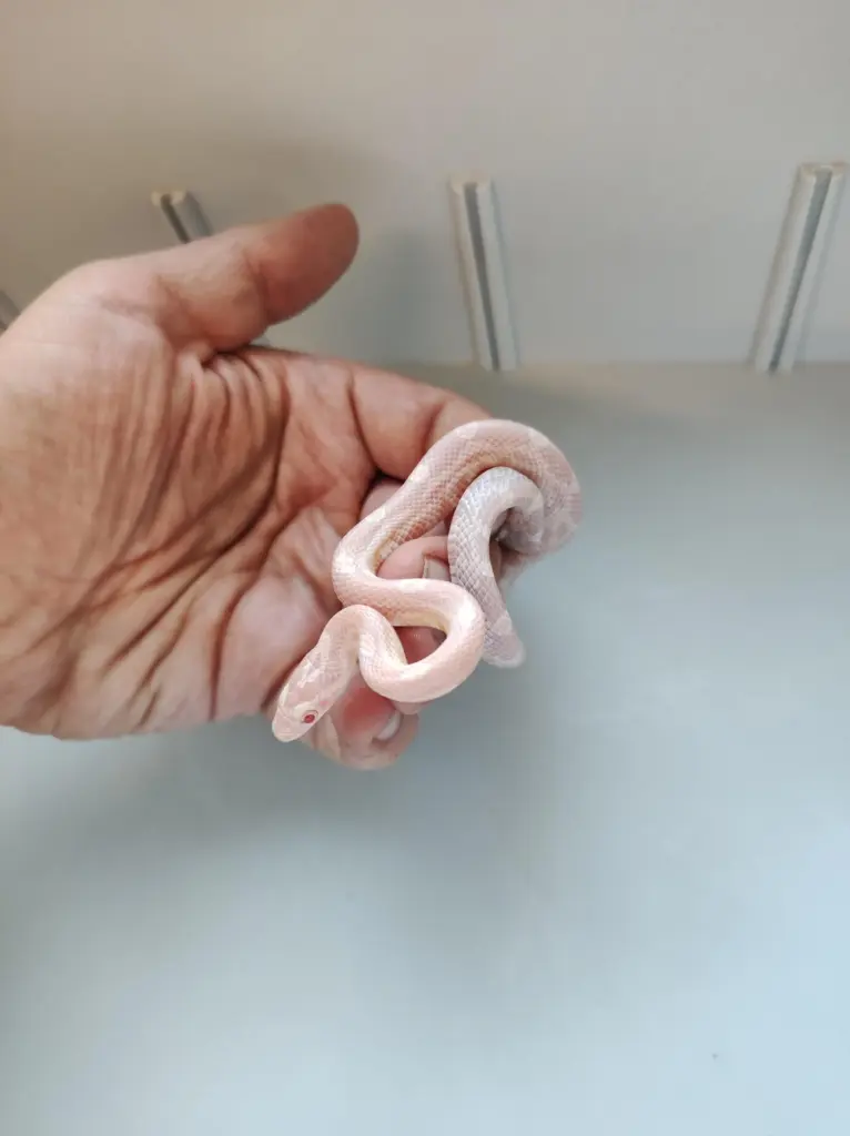 Foto: Eine kleine Kornnatter in einer menschlichen Hand.