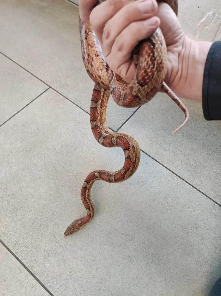 Foto.Eine große Kornnatter hängt von einer menschlichen Hand hinunter auf den Boden.