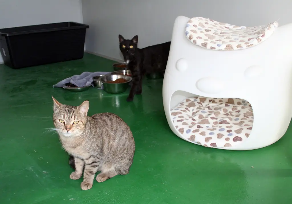Foto: Zwei Katzen aus dem Tierheim Hagen sitzen neben einem Katzenhaus mit Kuscheldecke.