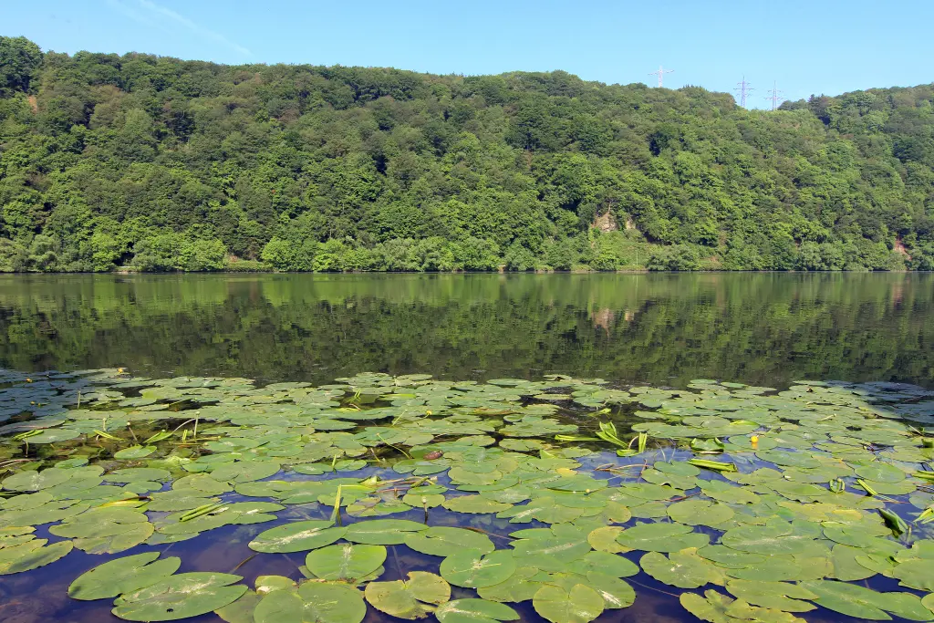 Foto: Der Hengsteysee mit vielen Seerosen auf der Oberfläche.