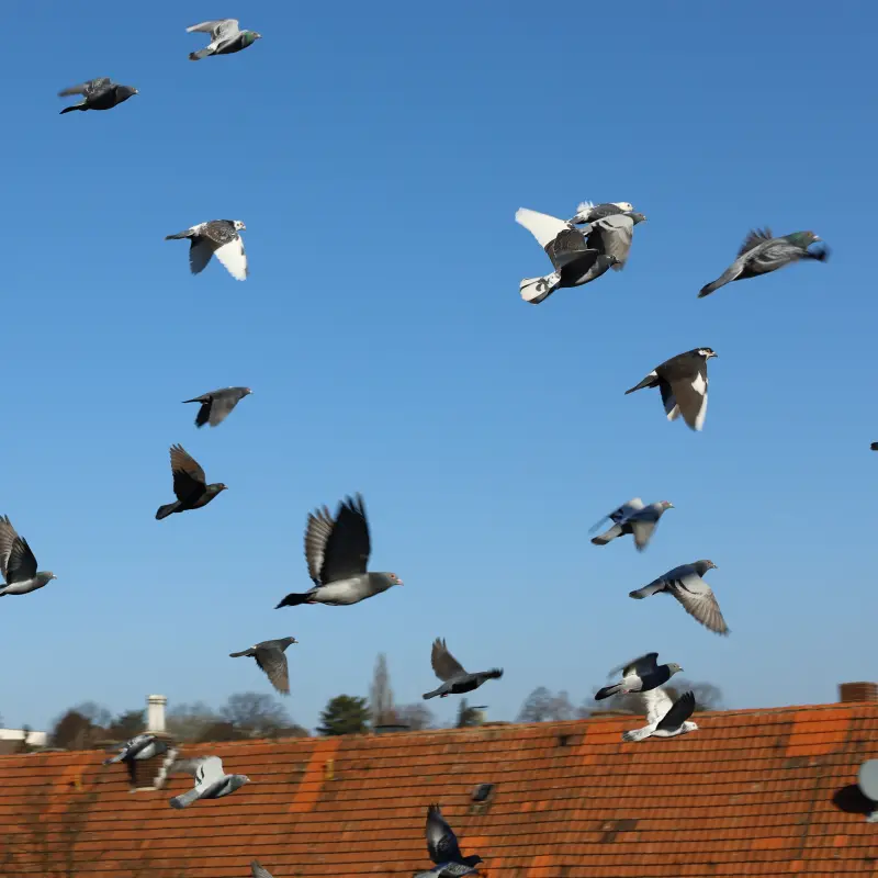 Foto: Ein Taubenschwarm fliegt &uuml;ber ein Dach.
