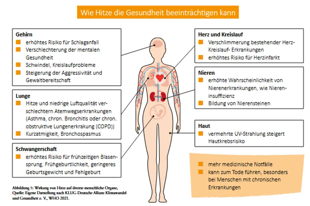 Hier sehen Sie, wie sich langanhaltende Hitze auf de Organe des menschlichen Körpers auswirken.