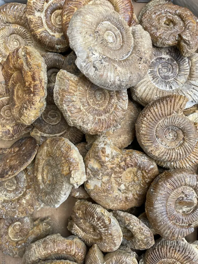 Fossilienbörse