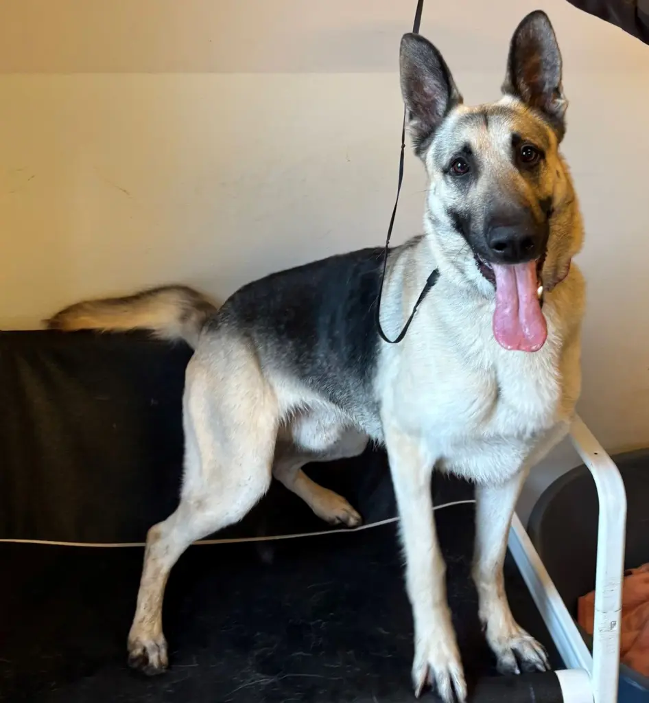 Foto: Schäferhund Ash aus dem Hagener Tierheim