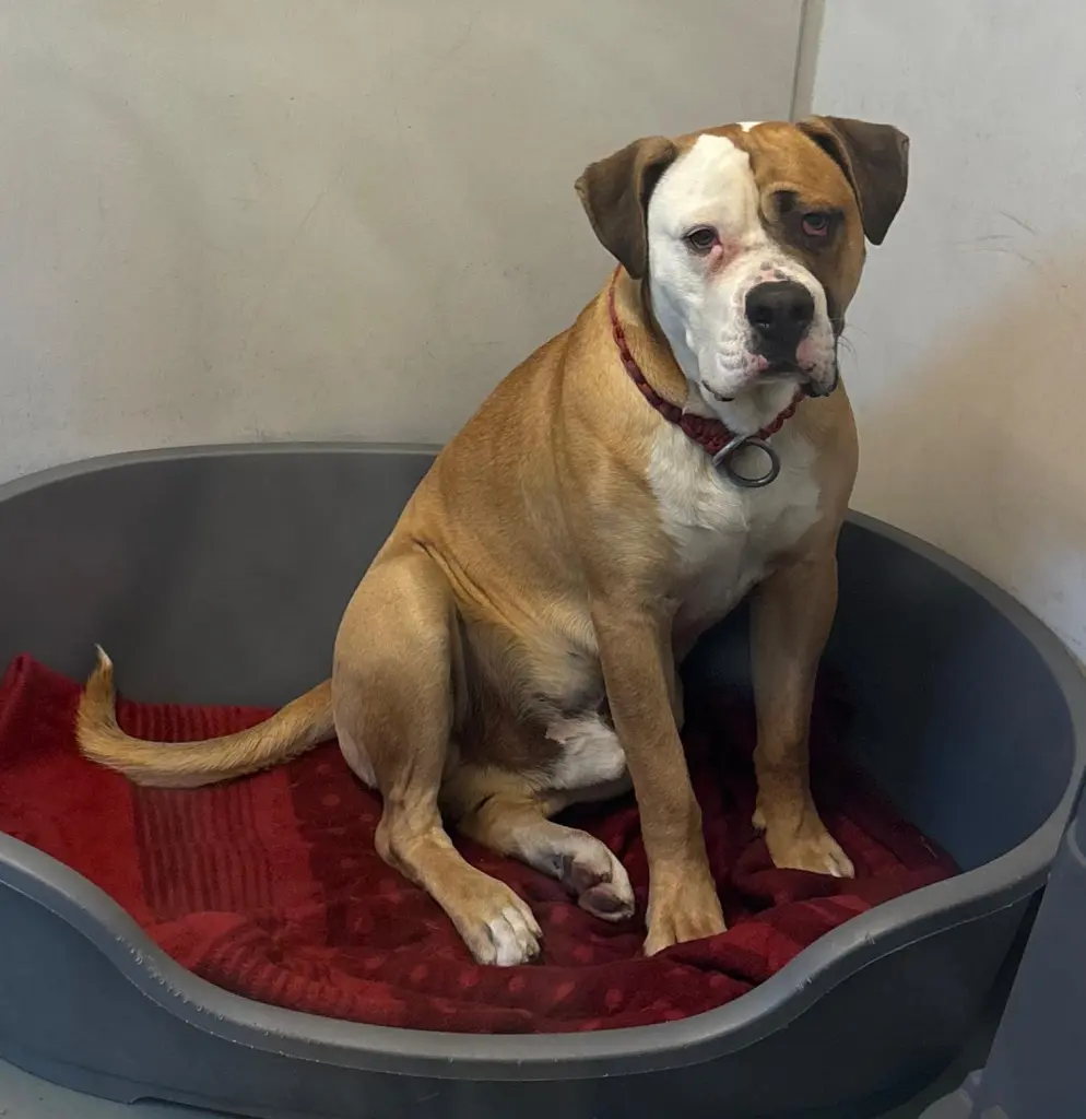 Foto: Buddy Bo
