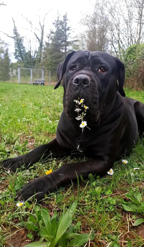 Foto: Der Cane Corso Chanel aus dem Hagener Tierheim