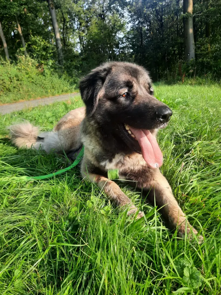Foto: Der große Hund Bonny aus dem Hagener Tierheim