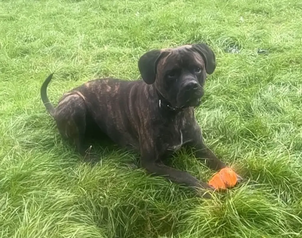 Foto: Der große Hund Simba aus dem Hagener Tierheim