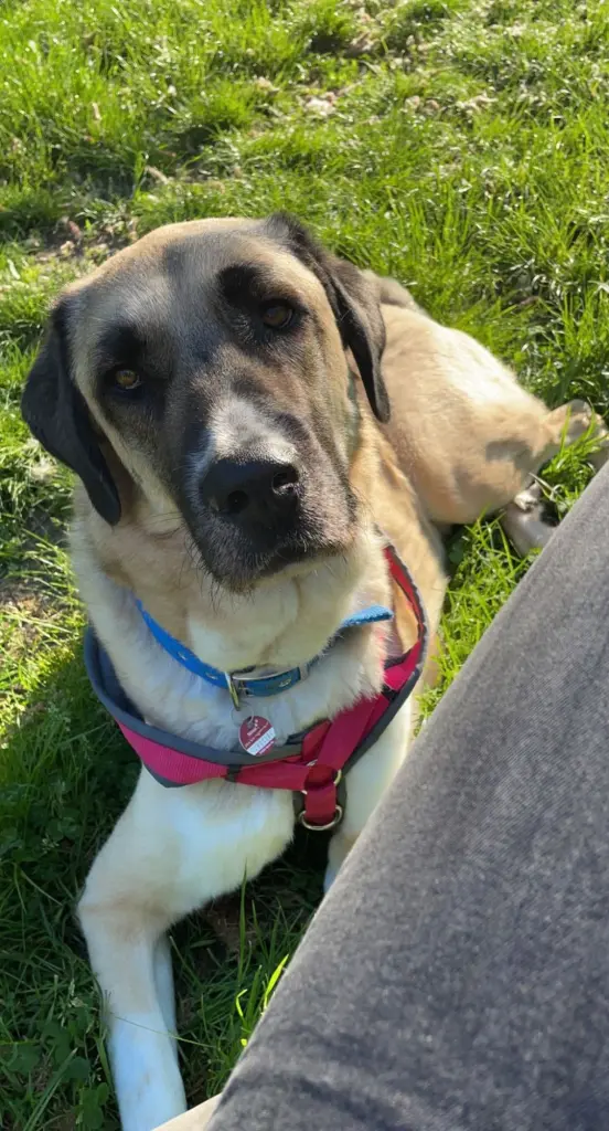 Foto: Der Kangal Bonny aus dem Hagener Tierheim