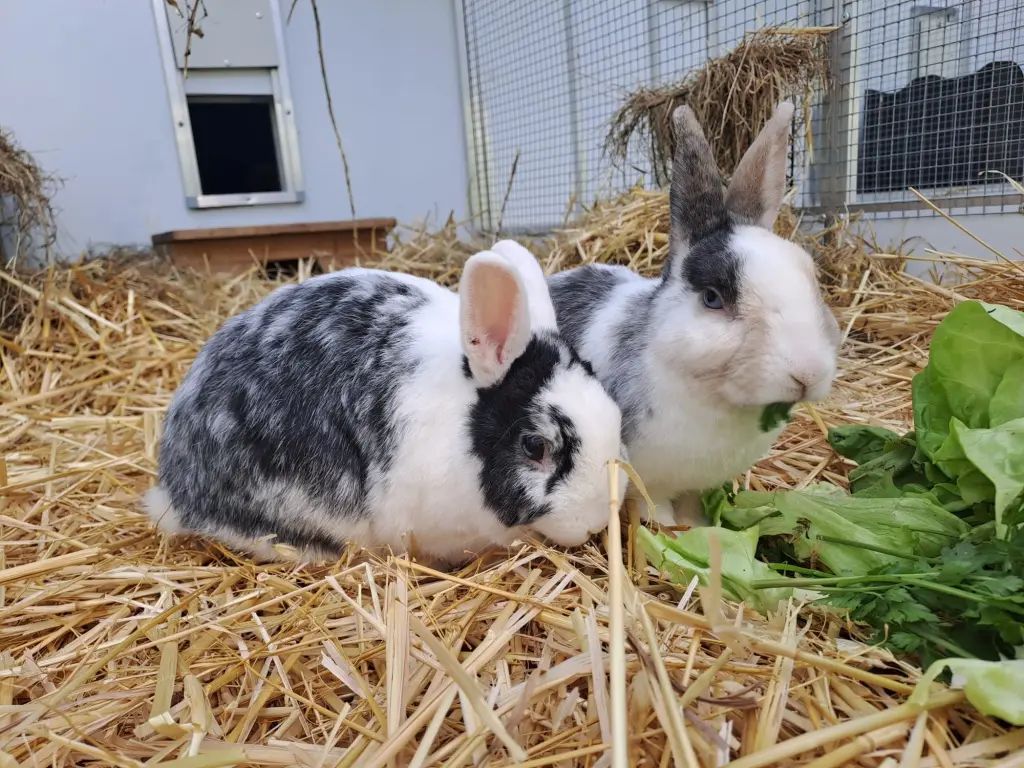 Foto: Zwei Hasen sitzen in einem Gehege mit Stroh auf dem Boden und essen einen Salatkopf.