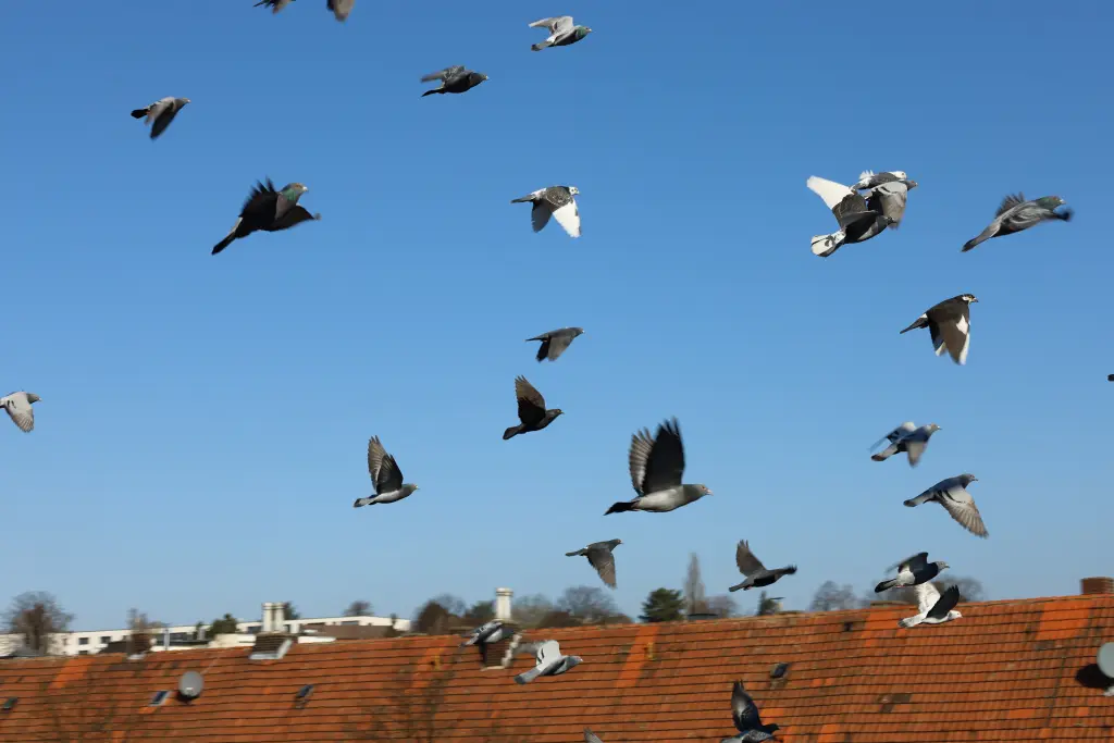 Foto: Ein Taubenschwarm fliegt über ein Dach.