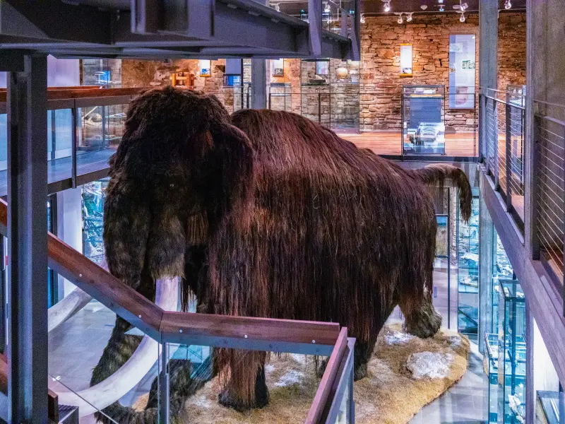Mammut im Archeologiemuseum