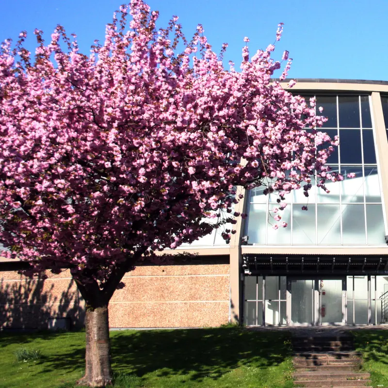 Foto: Au&szlig;enansicht der Rundturnhalle Hohenlimburg. Vor der Turnhalle befindet sich ein rosa bl&uuml;heneder Kirschbl&uuml;tenbaum.