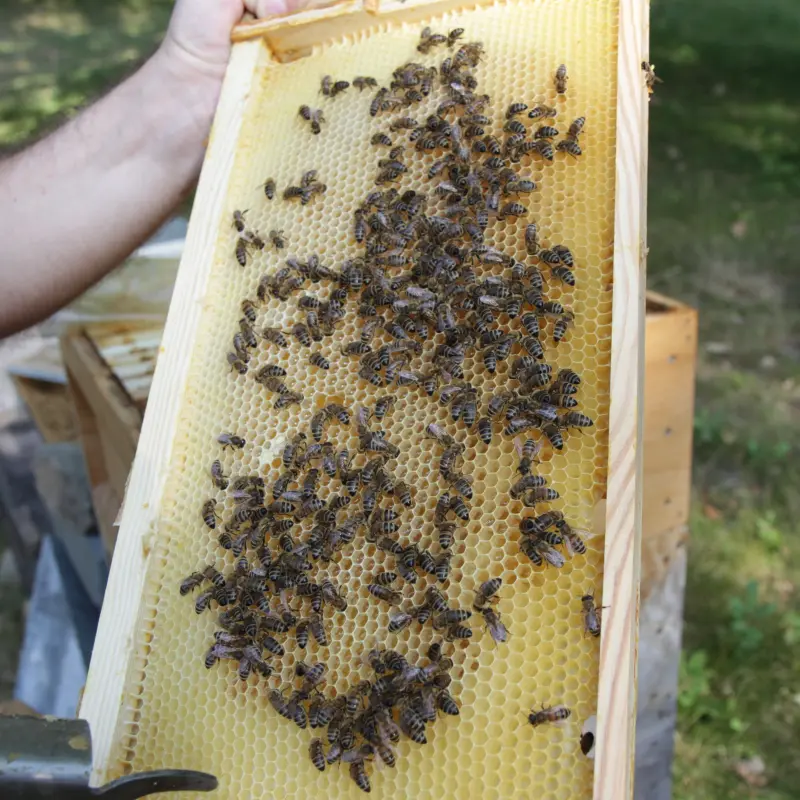 Foto: Zu sehen ist eine Bienenwabe mit Honig und zahlreichen Bienen.