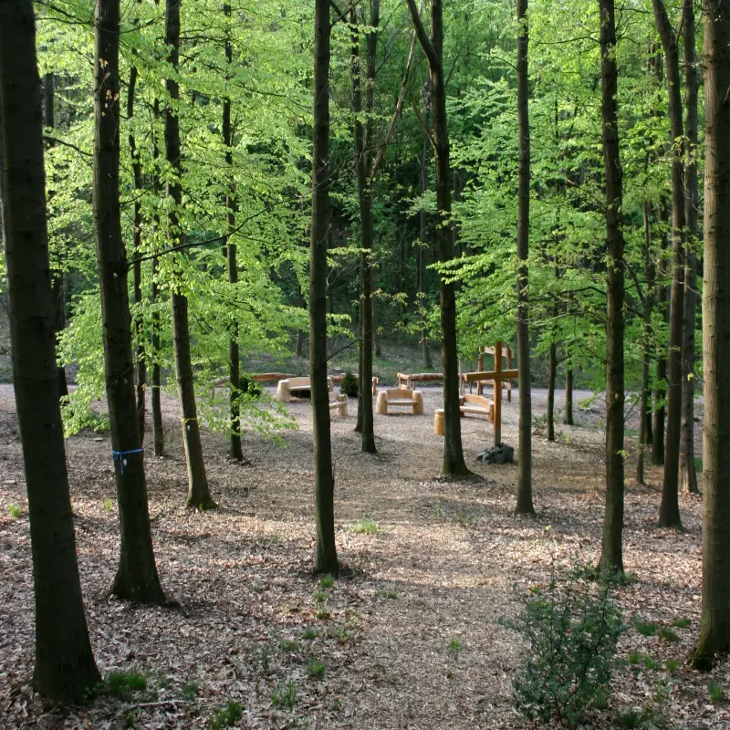 Foto: Ein Aufnahme innerhalb eines Waldes.