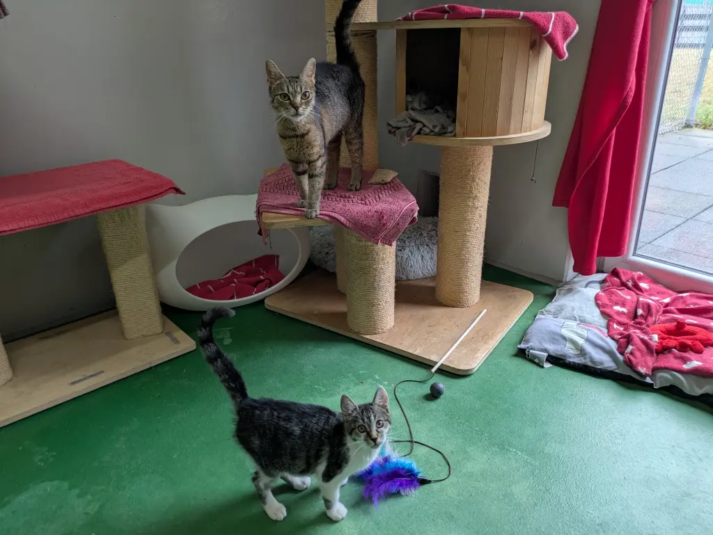 Foto: Zwei Katzen an einem Kratzbaum