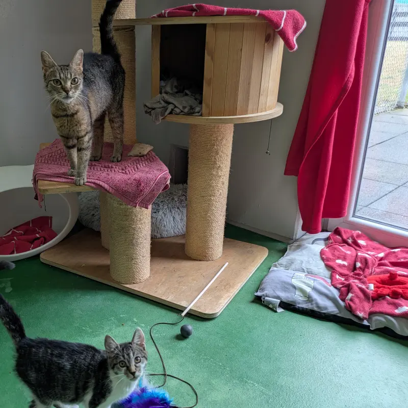 Foto: Zwei Katzen an einem Kratzbaum