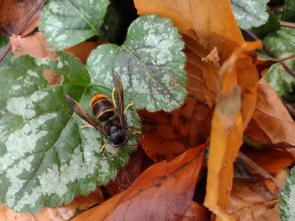 Foto: Nahaufnahme der Asiatischen Hornisse.
