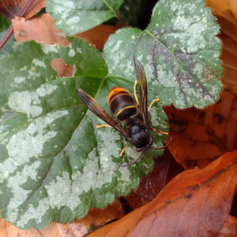 Foto: Nahaufnahme der Asiatischen Hornisse.