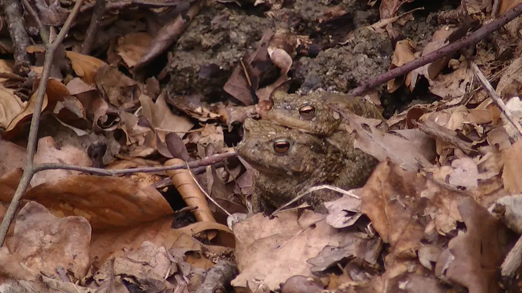 Zu sehen sind zwei Erdk&ouml;ten auf Waldboden.