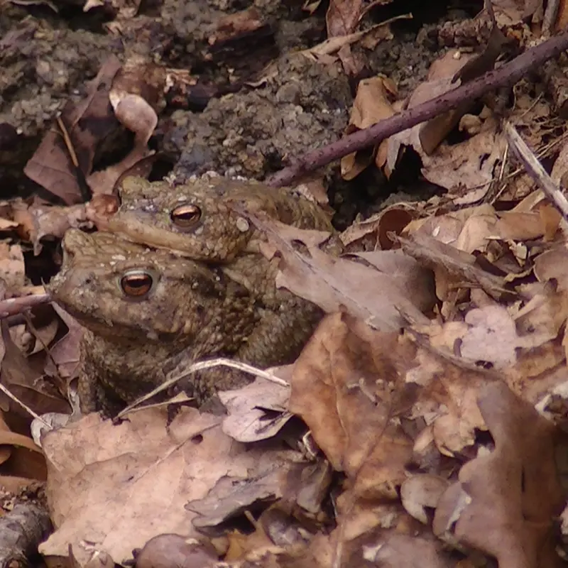 Zu sehen sind zwei Erdk&ouml;ten auf Waldboden.