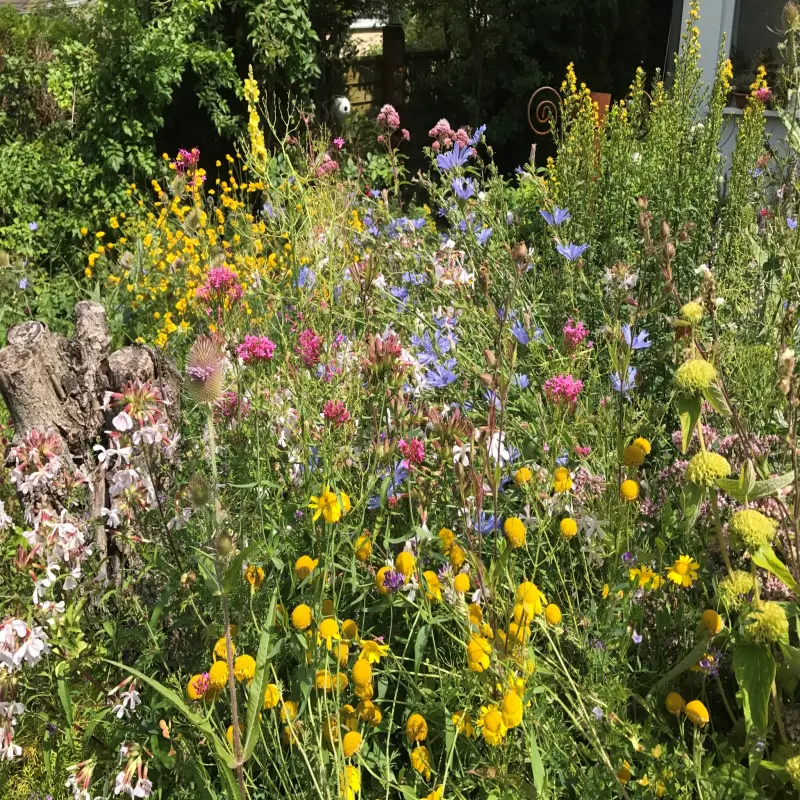 Eine bl&uuml;hende Mischblumenwiese.