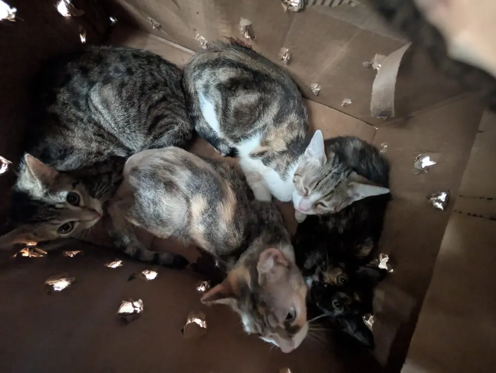 Foto: Ein geöffneter Karton, in dem sich vier junge Katzen befinden.