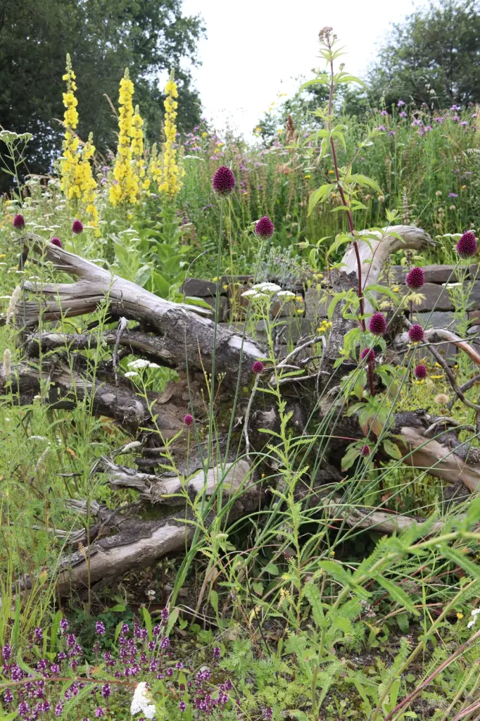 Foto: Nahaufnahme von wild wachsenden Pflanzen in einem Naturgarten.