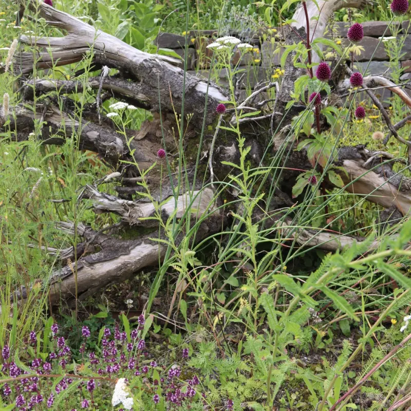 Foto: Nahaufnahme von wild wachsenden Pflanzen in einem Naturgarten.