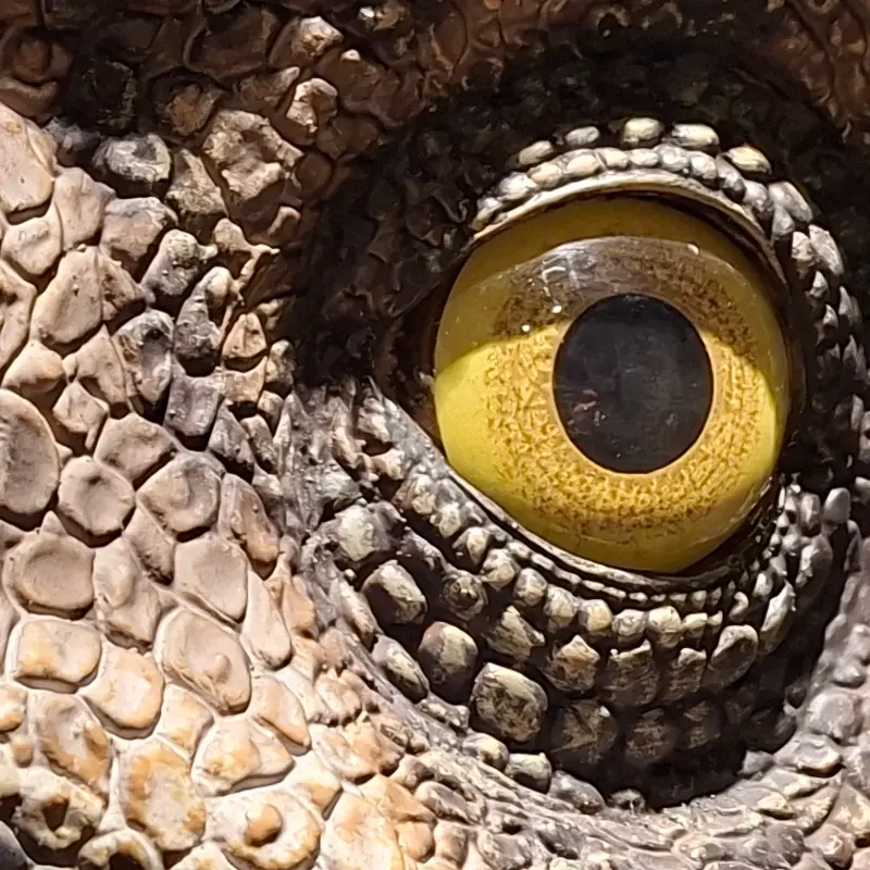 Foto: Nahaufnahme von einem Auge eines Tieres.