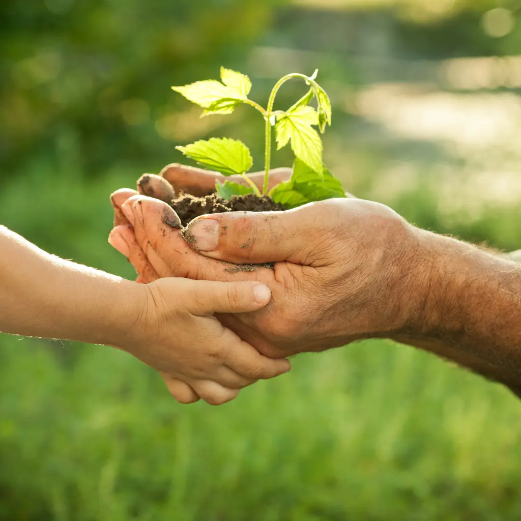 Symbolfoto: Eine Kinderhand und eine Erwachsenenhand tragen gemeinsam einen kleinen Haufen Erde, aus dem eine kleine gr&uuml;ne Pflanze w&auml;chst.