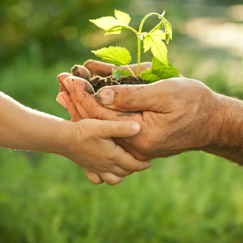 Symbolfoto: Eine Kinderhand und eine Erwachsenenhand tragen gemeinsam einen kleinen Haufen Erde, aus dem eine kleine gr&uuml;ne Pflanze w&auml;chst.