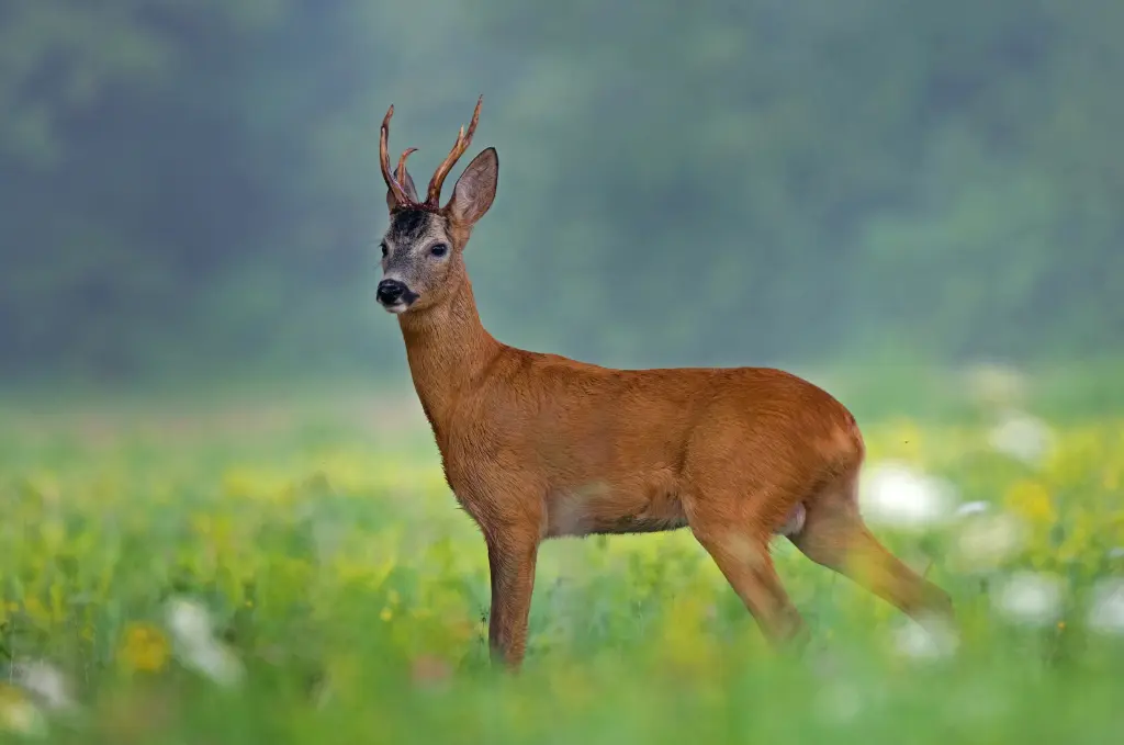 Foto: Ein Reh steht auf einer Wiese, im Hintergrund ist der Waldrand zu sehen.