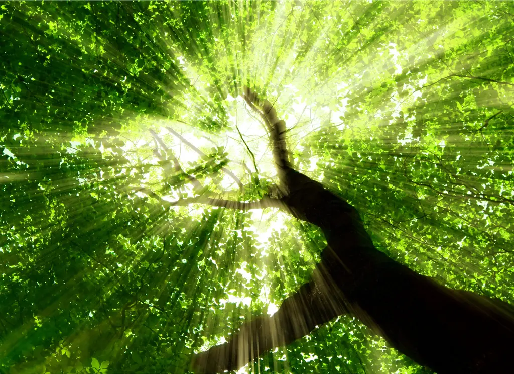 Foto: Symbildbild einer Baumkrone, von unten fotografiert.