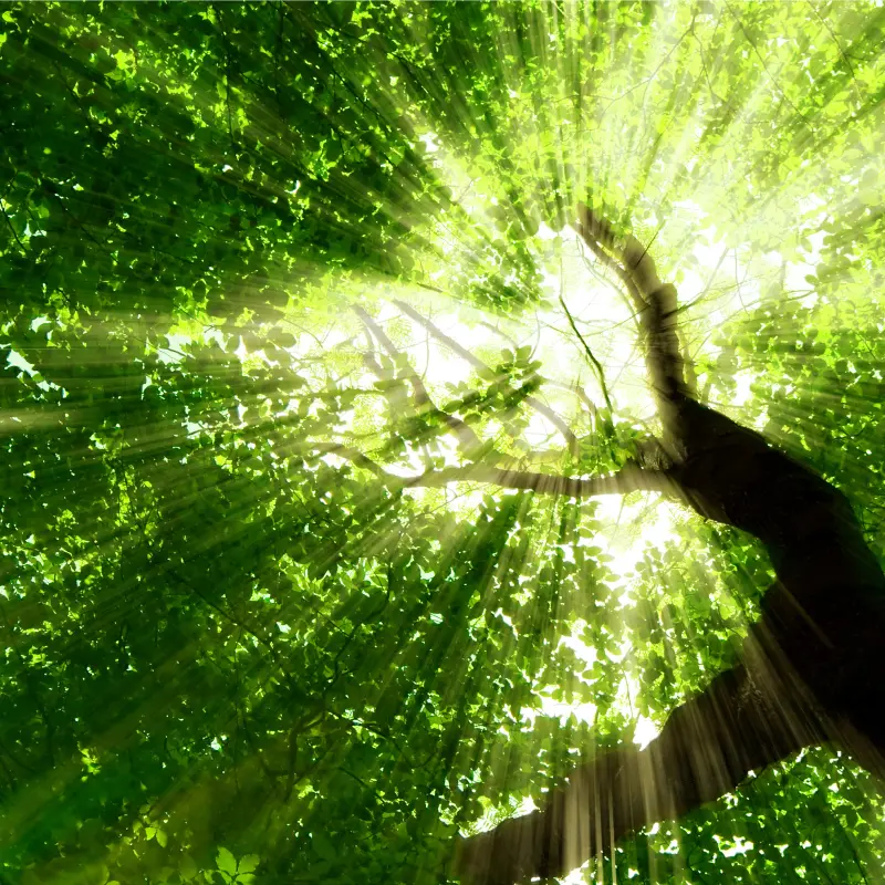 Foto: Symbildbild einer Baumkrone, von unten fotografiert.