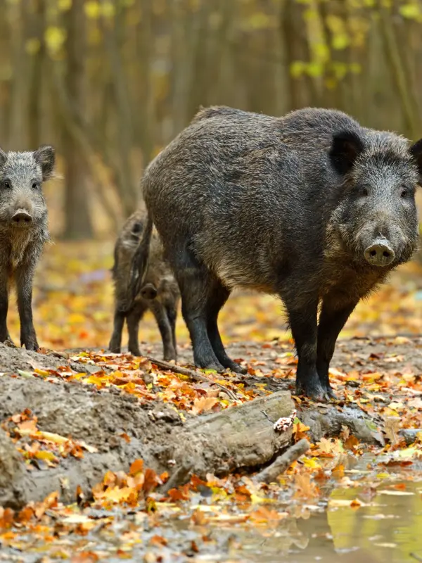 Foto: Ein &auml;lteres und drei junge Wildscheine stehen an einem Bach im Wald.